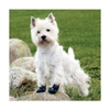 Picture of Walker Active Boots for Dogs